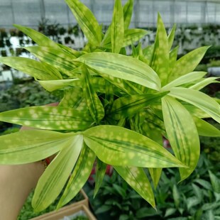 星点木彩叶木七彩木洒金木变色木榕金树盆栽花卉净化空气多年生