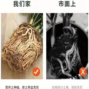 金钱树盆栽植物室内外客厅办公桌绿萝招财旺宅发财摇钱串子绿植