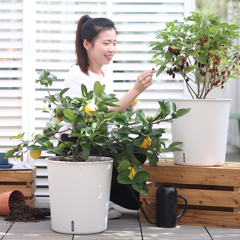 家用客厅专用发财树大花盆塑料懒人自吸水种植盆户外耐晒特大花盆