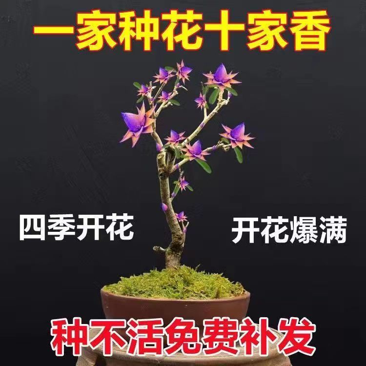 天然檀香苗聚财纳福金莲花苗盆栽花卉南北方四季种植耐寒檀香树苗