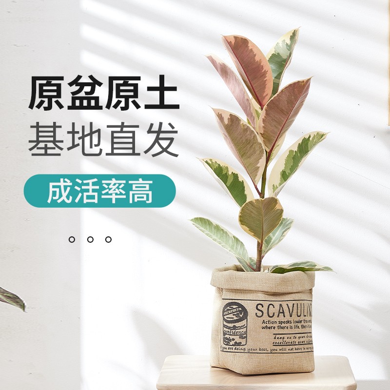 极速橡皮树盆栽植物室内花叶红关公花金刚阳台客厅常绿观叶大型好