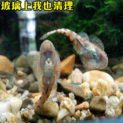 速发冷水清道夫吸鳅爬岩鳅观赏鱼冷水鱼鳑鲏鱼常年不加温观赏鱼原
