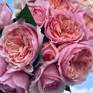 勤花灌木粉色耐热耐冷抗病勤花花苗 四季 罗密欧月季 德心源自育