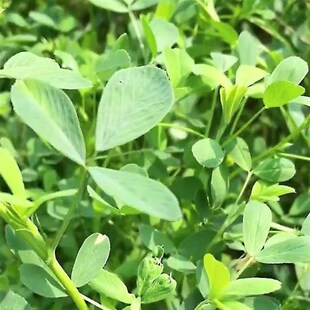 国产苜蓿草干草喂牛喂马吃的草料牛羊干草料羊驼草料羊草饲料湿粮