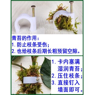 蔷薇花枝藤本植物挂墙面牵引墙钉园艺专用卡扣 户外爬藤固定器月季