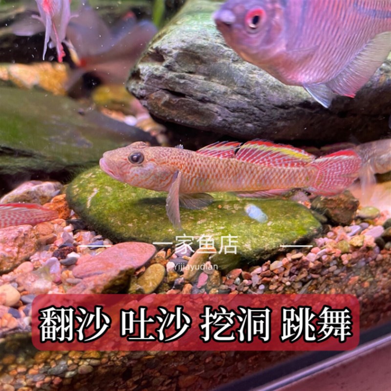 速发原生溪流好养耐活子陵虾虎鱼水底宠物观赏鱼底层小型冷水鱼淡