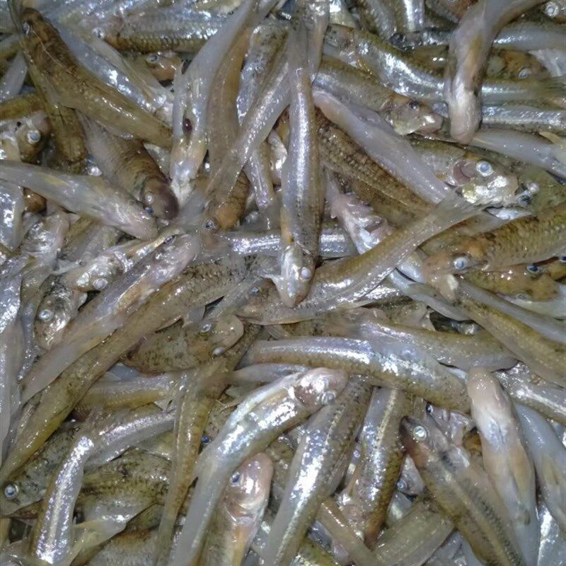 沙碌鱼 农村g沙沟鱼沙禄仔山坑鱼干仔去肚子内脏新鲜山村野外小鱼