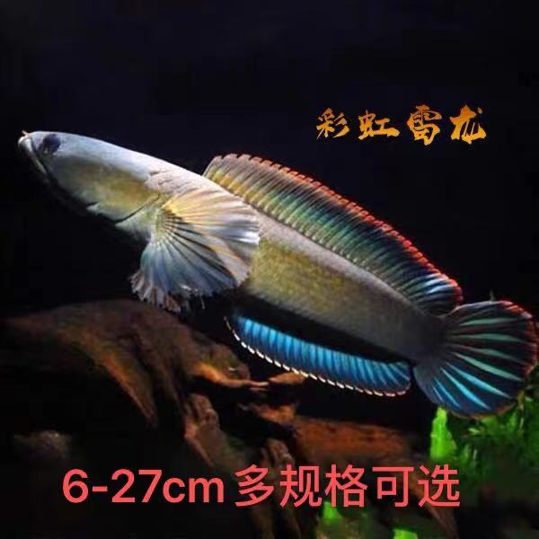 新品彩虹雷龙观赏鱼七彩鱼稀有鱼活体耐养宠物鱼金鱼凶Z猛大体鱼