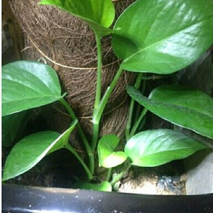 大叶绿萝基地苗新鲜粗藤插条爬藤种植室内养殖净化空气阳台庭院苗