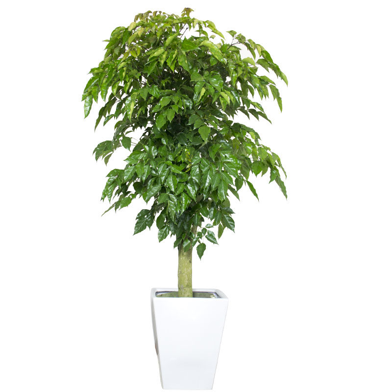 极速多年生大型幸福树盆栽植物绿宝树办公室内花客厅好养冬季耐寒