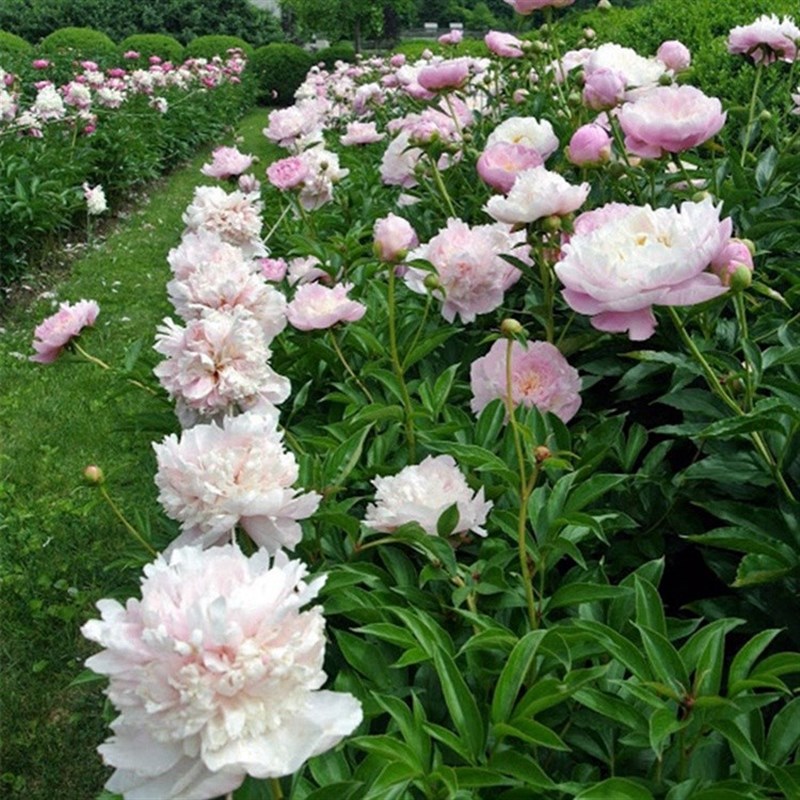 牡丹花树苗盆栽地栽植物荷兰进口四季室外庭院易成活花卉