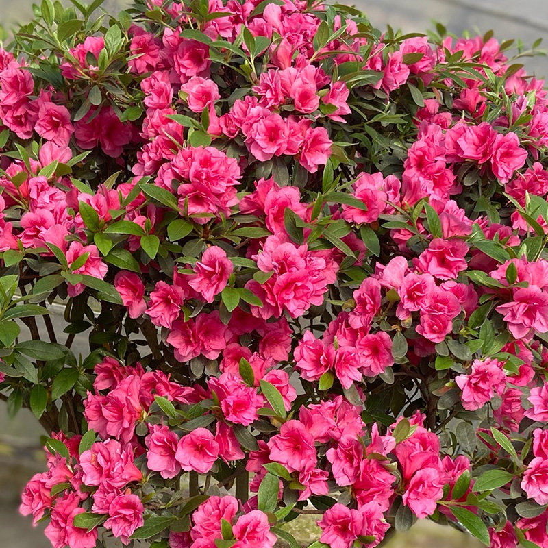 有寻植物 杜鹃红元宝棒棒糖单杆盆栽木本花卉花园庭院多季开花