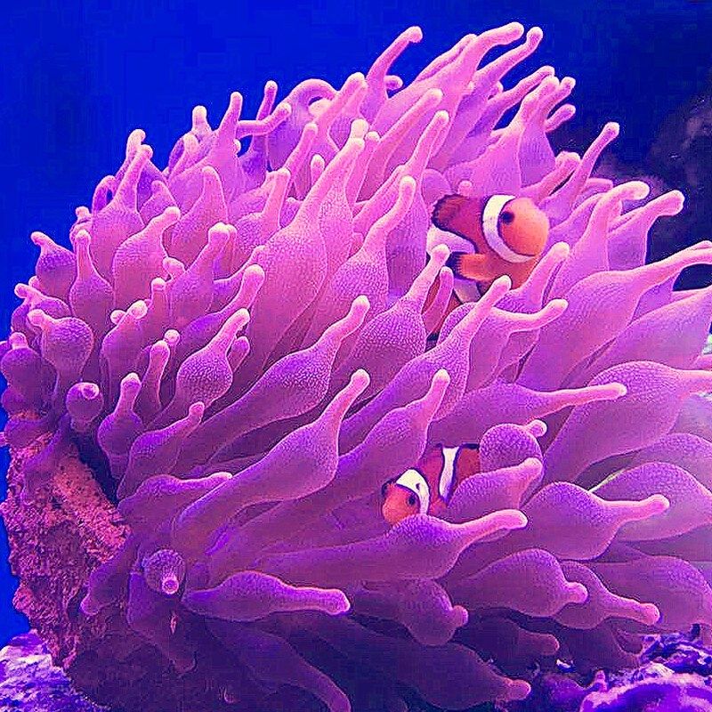 皇海葵巢奶嘴杯防跑神器窝家屋珊瑚罐子鱼缸造景装饰海葵窝固定黄,宠物/宠物食品及用品,造景/装饰,淘宝优惠券,粉丝福利购,淘宝优惠卷