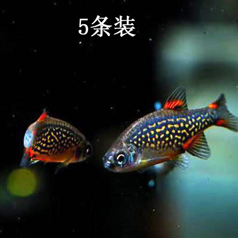 速发水族宠物淡水火翅金钻活体灯科小型群游鱼草缸观赏热带鱼特价