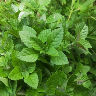 蚂蚁菜野菜新鲜野菜根毛菜根蔬菜沾水烧鱼野菜鱼香菜好种蔬菜绿植