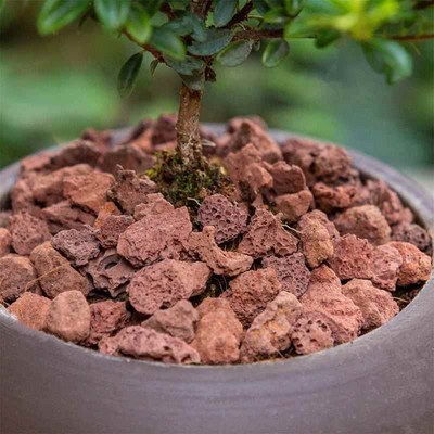 小叶赤楠盆景室内好养绿植客厅办公室茶几桌面禅意小摆件植物盆栽