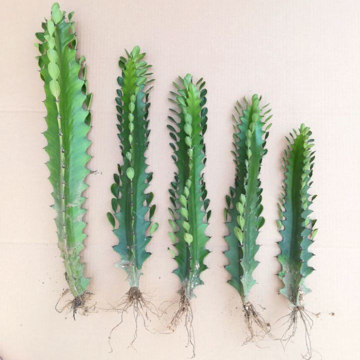 龙骨盆栽大植物包邮清仓龙骨花室内花开花不断霸王鞭玉麒麟仙人