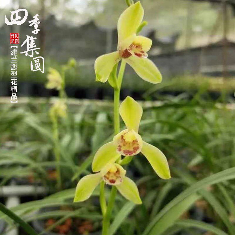 建兰四季集圆荷仙夏秋带花苞精品兰花苗原生老种浓香室内喜阴花卉