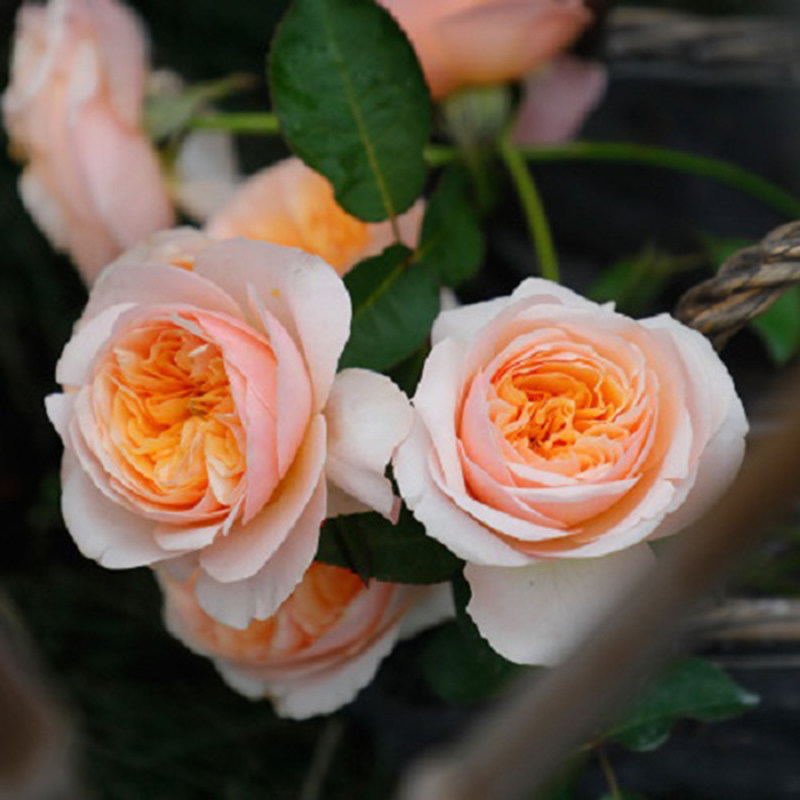 朱丽叶月季花苗大花浓香开花橘黄花卉植物庭院四季勤花可盆栽玫瑰