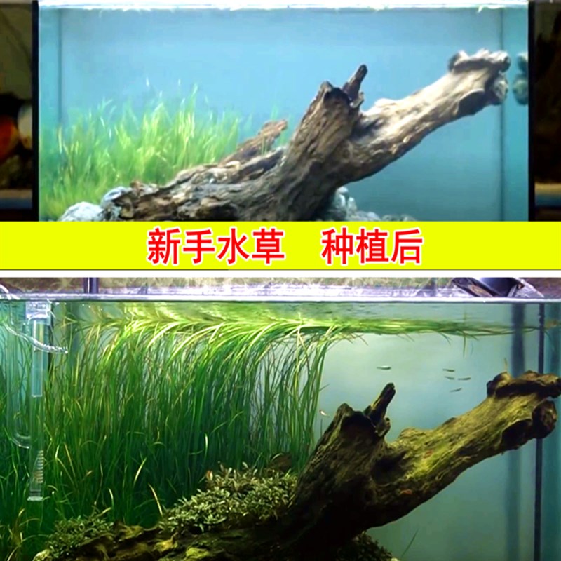大小水兰苦草活i鱼草前景鱼缸水草真养鱼池水培水生绿植物造景套