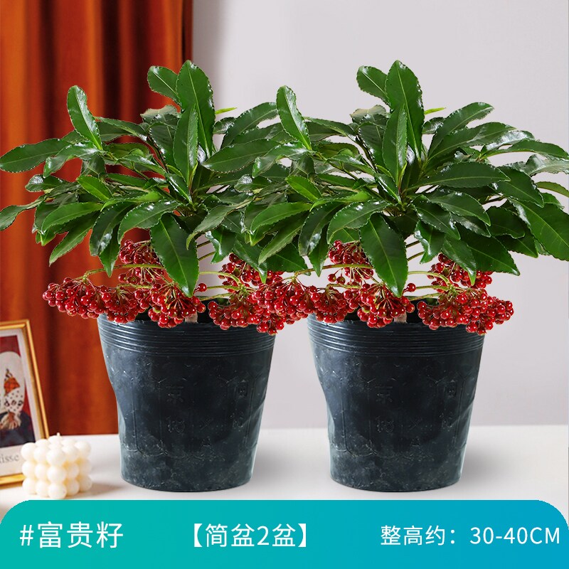 富贵籽盆栽带果金玉满堂花卉绿植盆景客厅室内招财植物好养年宵花