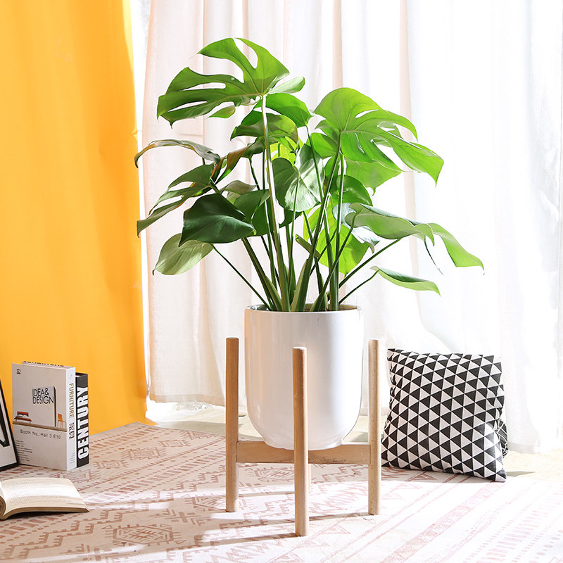龟背竹大盆栽客厅植物室内好养绿植办公p室网红北欧风花卉