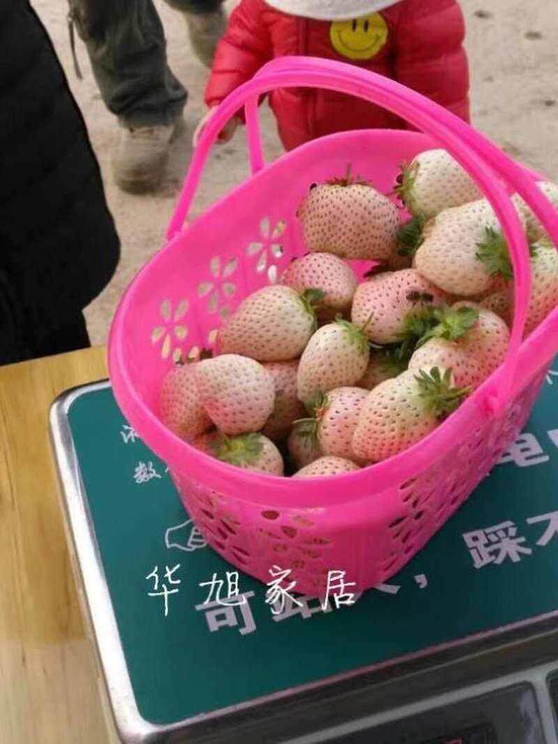 装草莓的小篮子小号杨梅框子手提5斤塑料筐无花果摘草莓采摘篮4斤