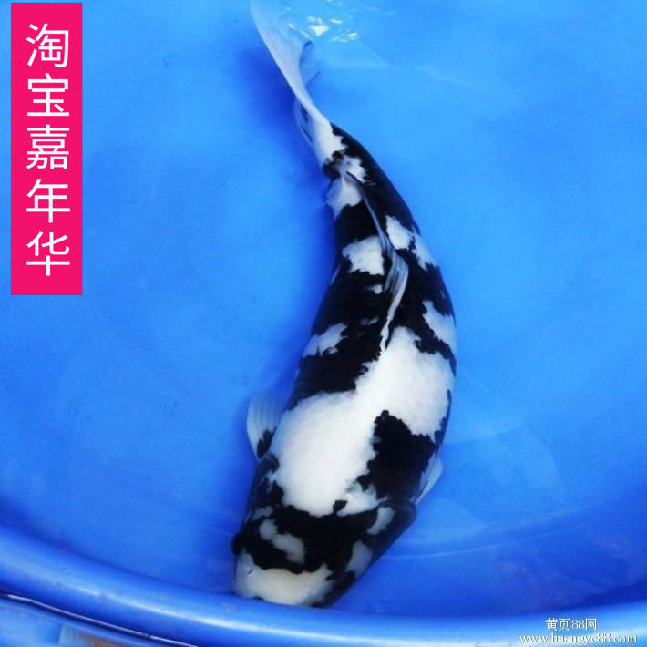 速发纯种日系大小锦鲤鱼活体鱼苗冷水鱼观赏鱼大部分地区包邮