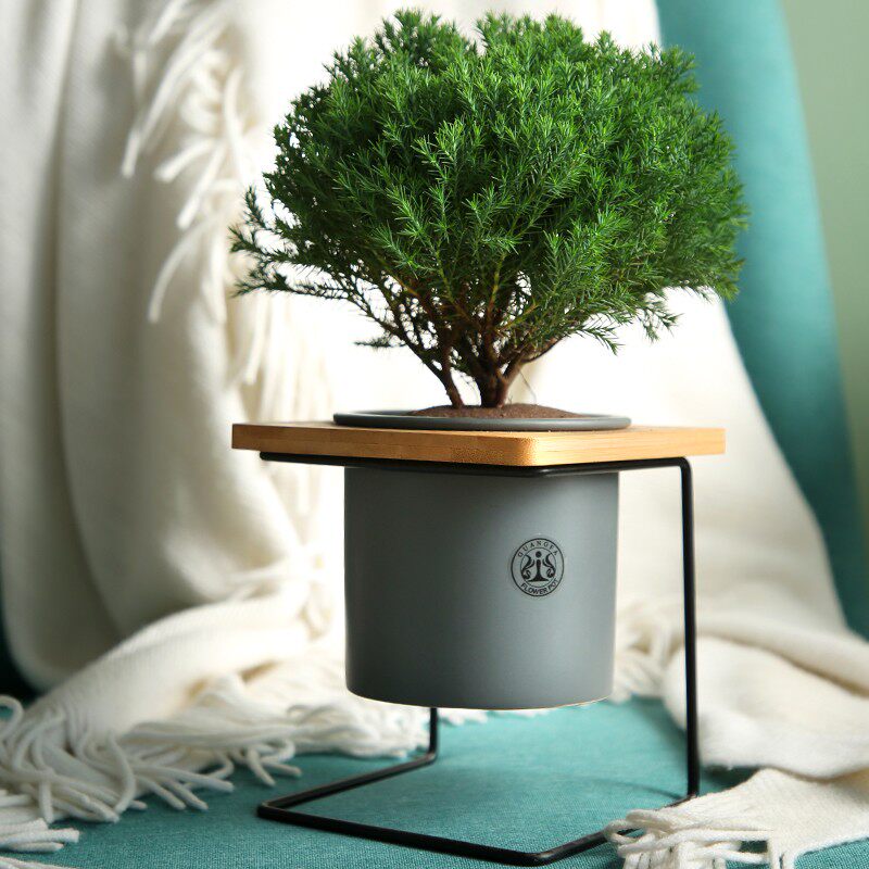心森岚雾凇招财桌面老桩绿植x小盆景室内办公室雾松放青松植物盆