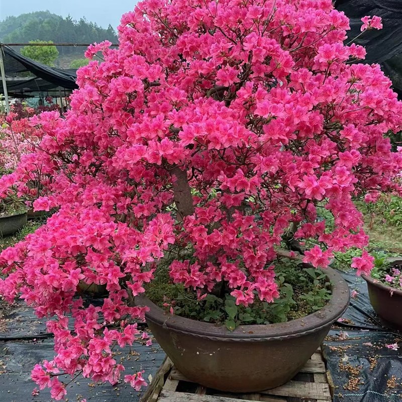 天然造型鸡血红杜鹃花老桩矮霸映山红树桩盆P景阳台花卉桌面盆栽 鲜花速递/花卉仿真/绿植园艺 造型盆景 原图主图