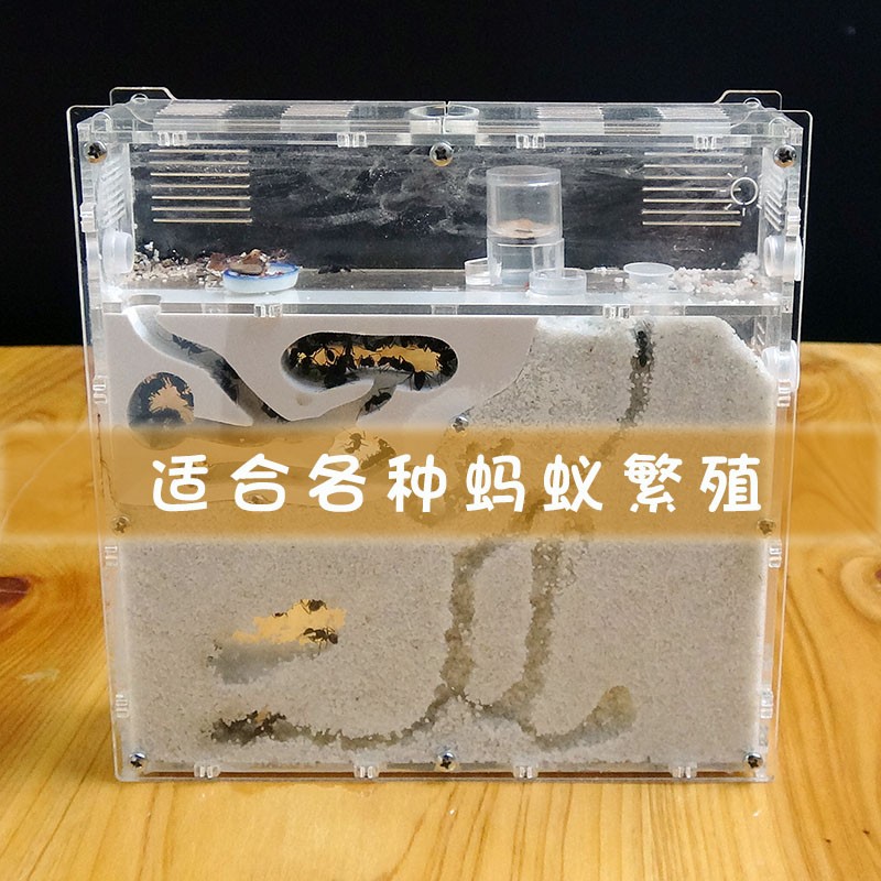 速发新款蚂蚁工坊生态蚁巢蚂蚁城堡弓背蚁后亚克力沙巢沙堡家园宠