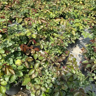 一加仑扦插粉龙