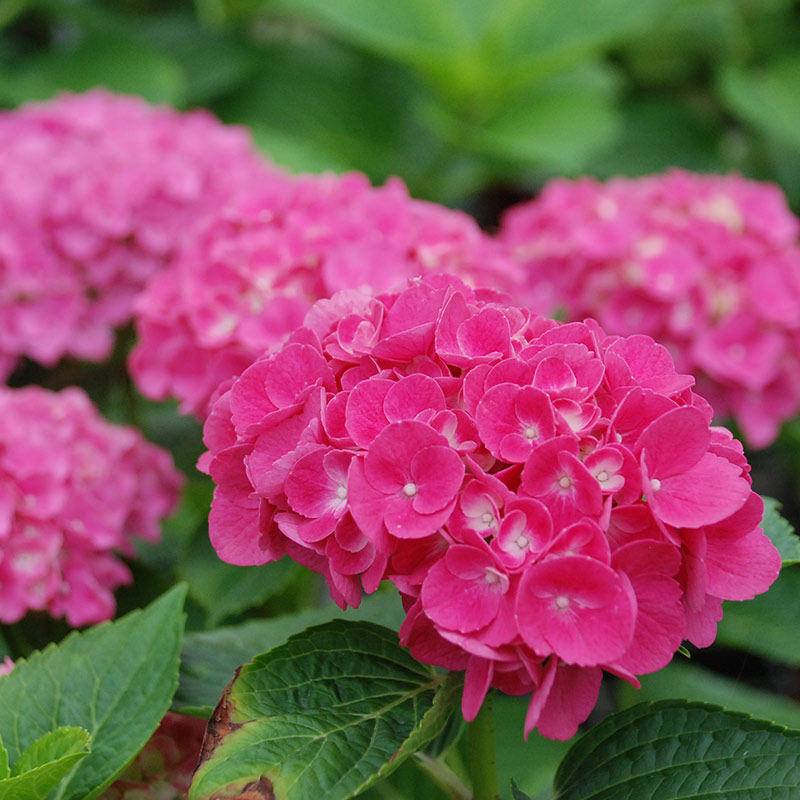 大花绣球含羞叶 绣球花苗抗病好玫红色阳台庭院耐阴植物小花苗