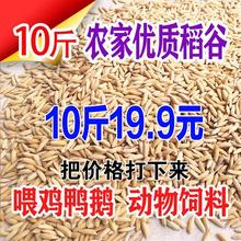 厂家10斤带壳稻谷谷子水稻稻子粮食杂粮大米喂鸡鸭鹅鸽鸟仓鼠宠物
