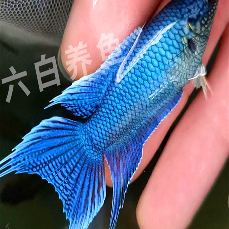 速发中国淡水观赏鱼亚热带好养耐活耐冷水鱼鸿运招财锦鲤群养