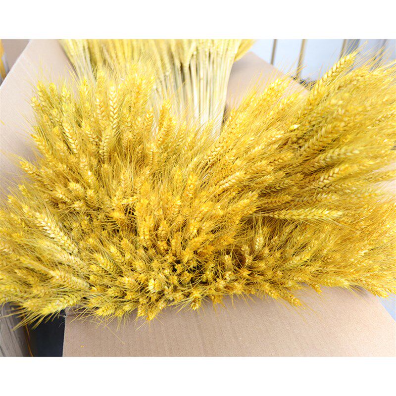 金黄色大卖麦子干花 自然风干小麦真花花束开业大麦装饰花篮道具
