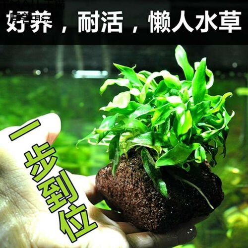 净化花草鱼缸里的水草植物草热带鱼养生态缸冷水造景装饰套餐增氧