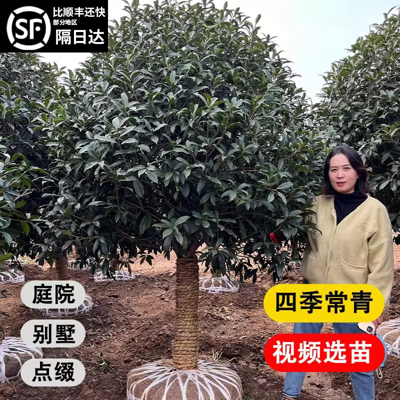 大型桂花树苗四季桂花卉盆栽八月桂花苗金桂丹桂庭院别墅四季桂花