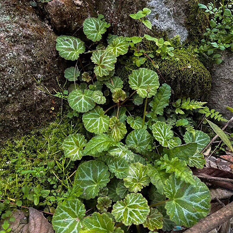 虎儿草盆栽花苗假山附石盆景室内外垂吊植物观叶金钱苗攀爬花卉