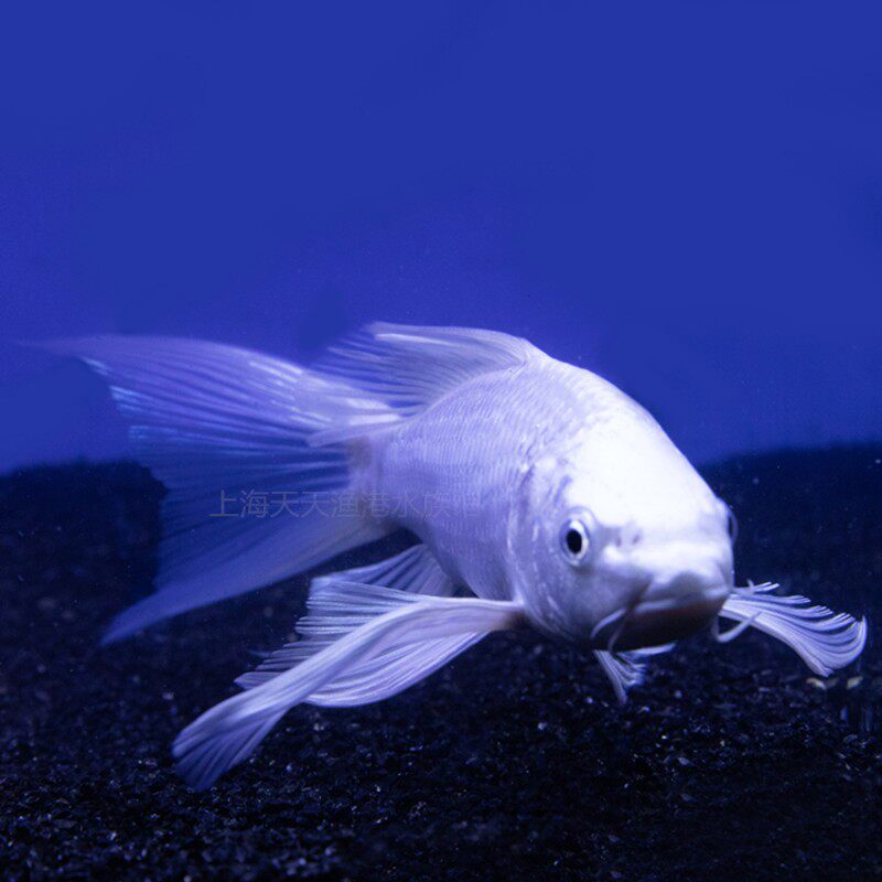 速发白金龙凤锦鲤长尾金鱼黄金三色风水鱼招财鱼活体鱼苗冷水鱼观