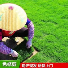 真草皮真草坪草绿化地毯草台湾带别墅庭院花园带土泥土马尼拉草坪