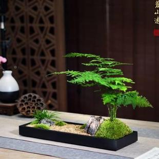 枯山藓水禅意盆景办公茶桌样品 苔日式 销桌文竹菖蒲新中式 新品