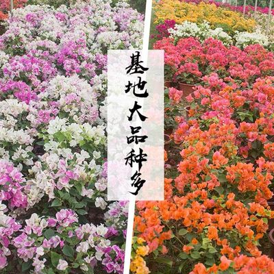 三角梅盆栽带花绿樱爬藤老桩重瓣四季开花大苗Q红缨安格斯阳台植