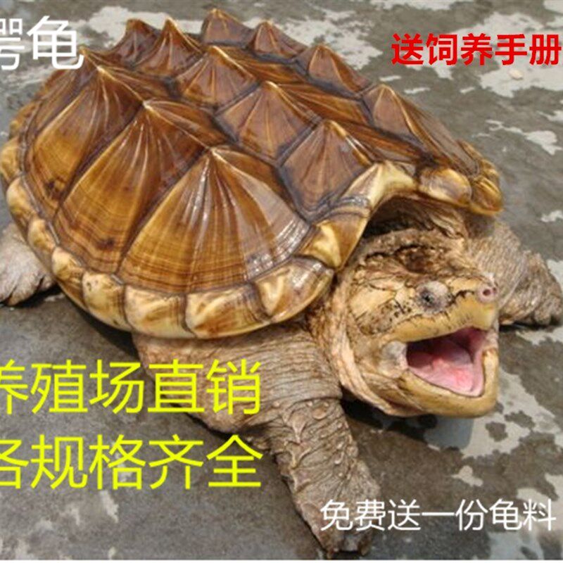 大鳄龟苗活体鳄龟纯佛佛鳄刺鳄钓鱼龟乌龟食用鳄龟观赏特价出售