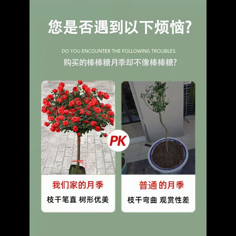 树桩月季特大花庭院阳台高杆棒棒糖树状花苗多色带花四季开花植物
