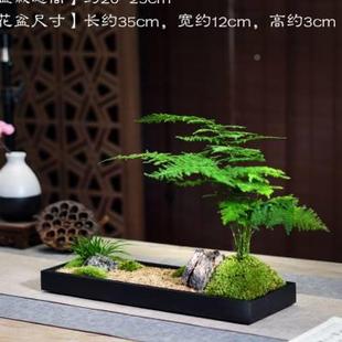 苔日式 厂桌文竹菖蒲中式 促枯山藓水禅茶意盆景办公桌样品屋展新示