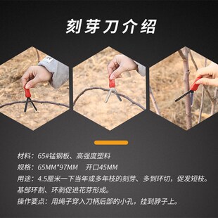 Y型环剪刀刻芽刀果树环剥刀园艺B环割刀园林工具树枝促发短枝花芽
