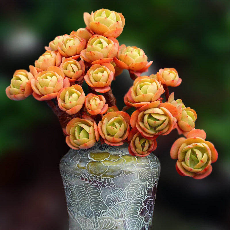 鸡蛋碧桃桃花石多肉植物一物一拍老桩精品露养天台向阳派