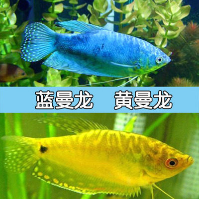 速发曼龙鱼小型热带鱼观赏鱼血丽丽丝足鱼珍珠马甲球黄蓝曼龙吃蛋