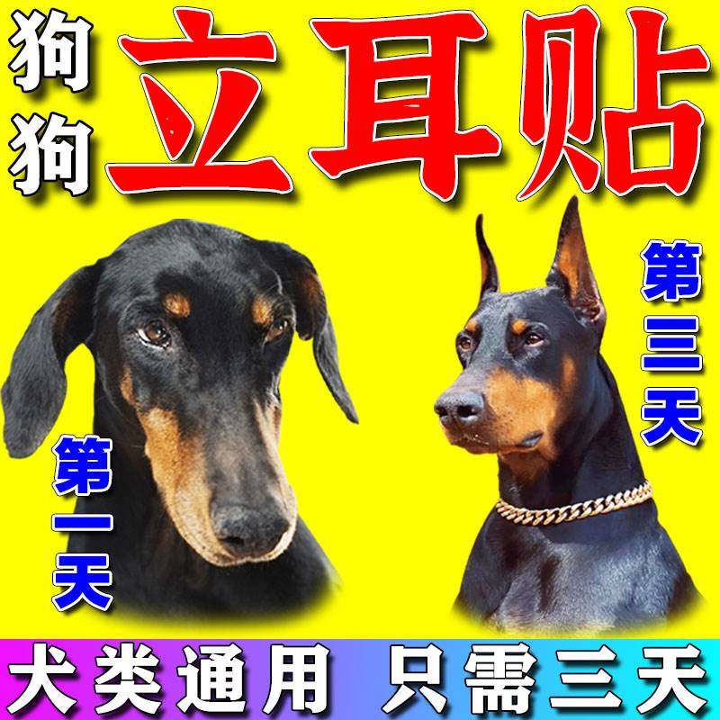 速发【三天立耳】狗狗立耳神器德牧杜宾柯基黑狼马犬幼犬竖耳朵辅